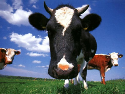 Melkplas gaat Nederland overspoelen